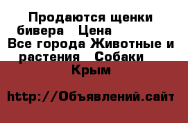 Продаются щенки бивера › Цена ­ 25 000 - Все города Животные и растения » Собаки   . Крым